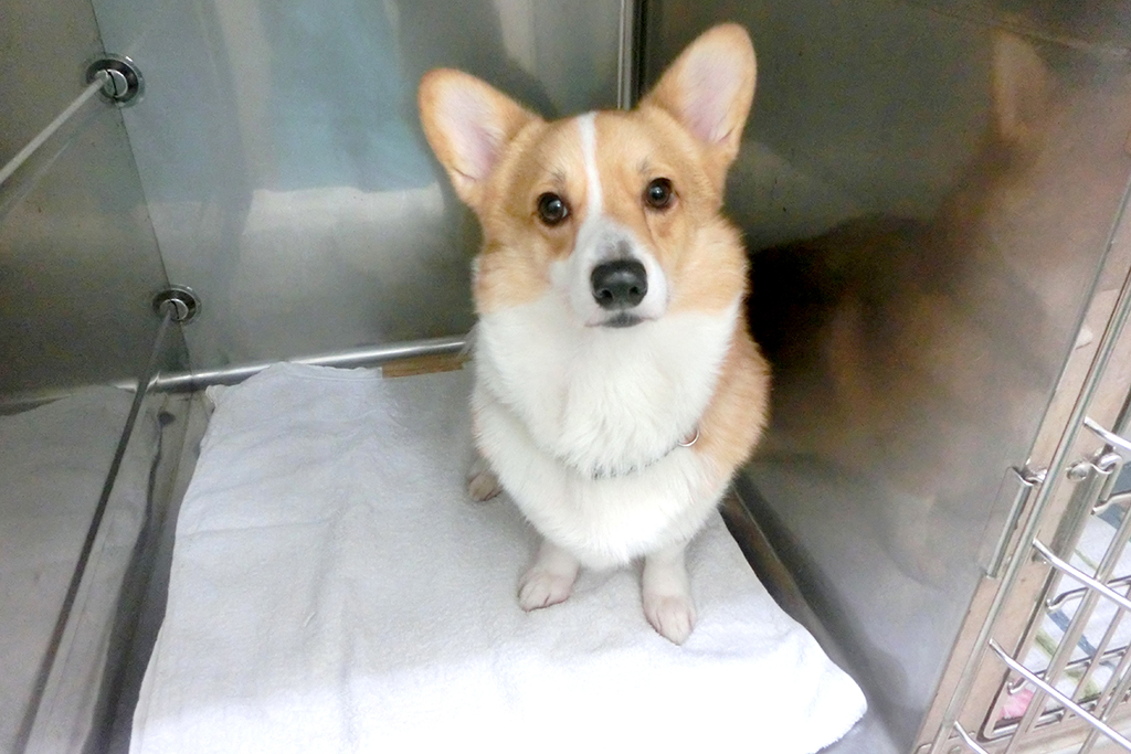 守谷市百合ヶ丘・ゆりがおか動物病院