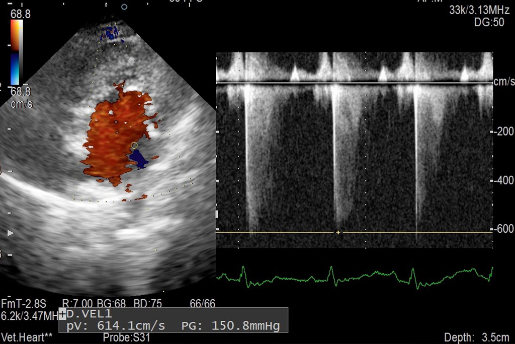 守谷市百合ヶ丘・ゆりがおか動物病院