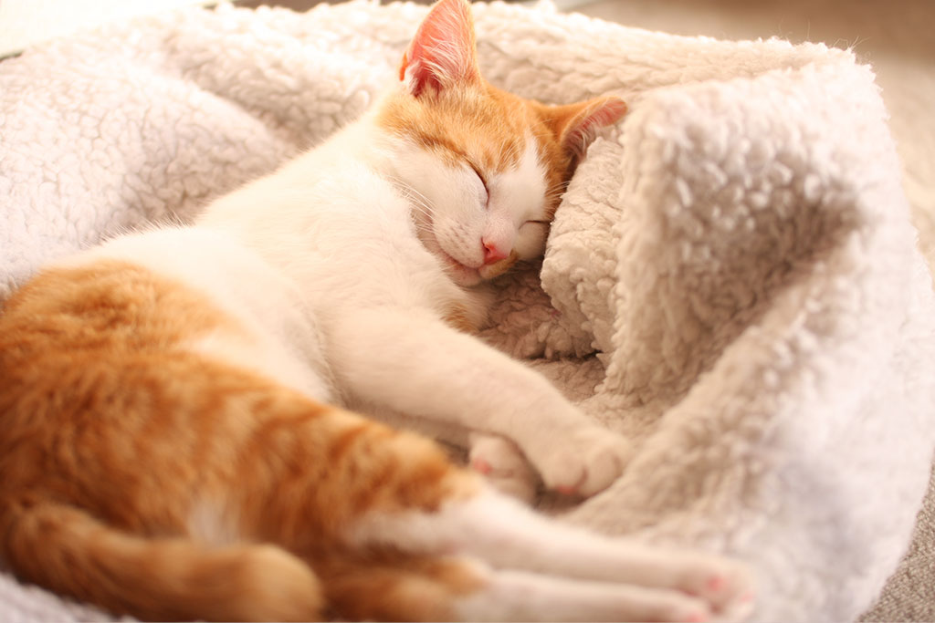 守谷市百合ヶ丘・ゆりがおか動物病院