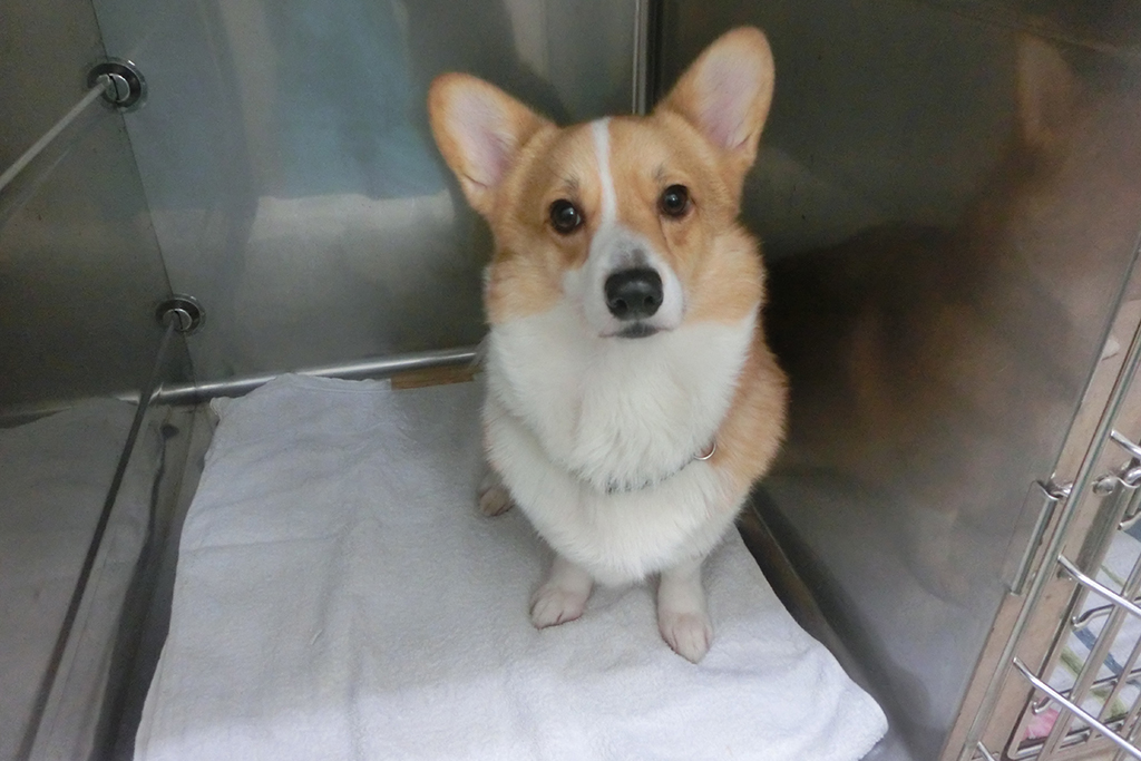 守谷市百合ヶ丘・ゆりがおか動物病院