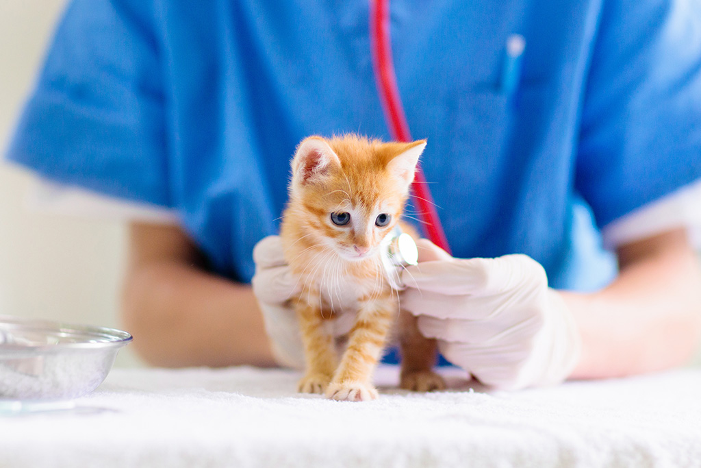 守谷市百合ヶ丘・ゆりがおか動物病院