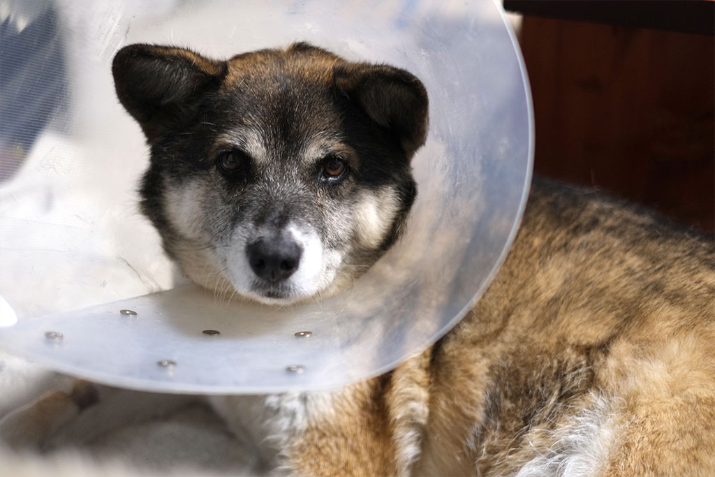 守谷市百合ヶ丘・ゆりがおか動物病院