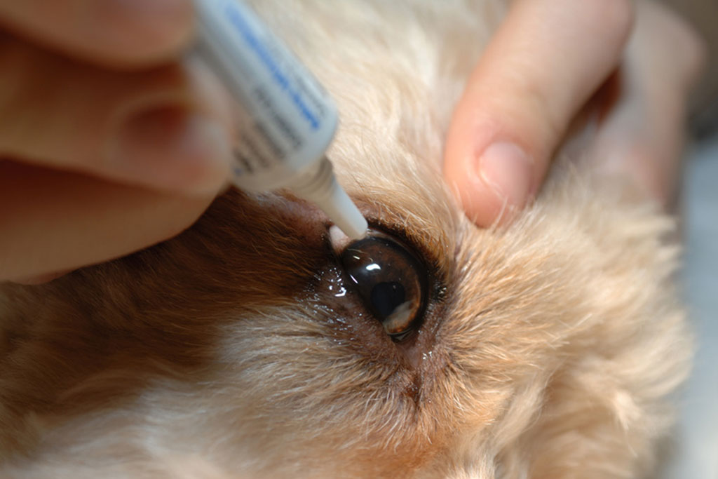 守谷市百合ヶ丘・ゆりがおか動物病院