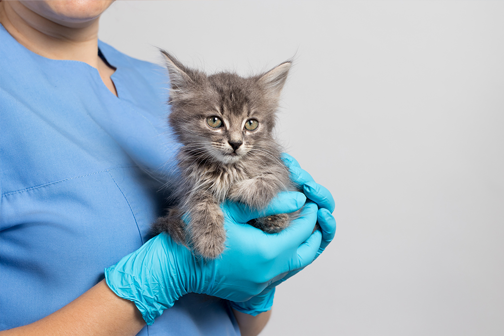 守谷市百合ヶ丘・ゆりがおか動物病院